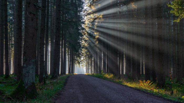 Road through a forest with sunbeams