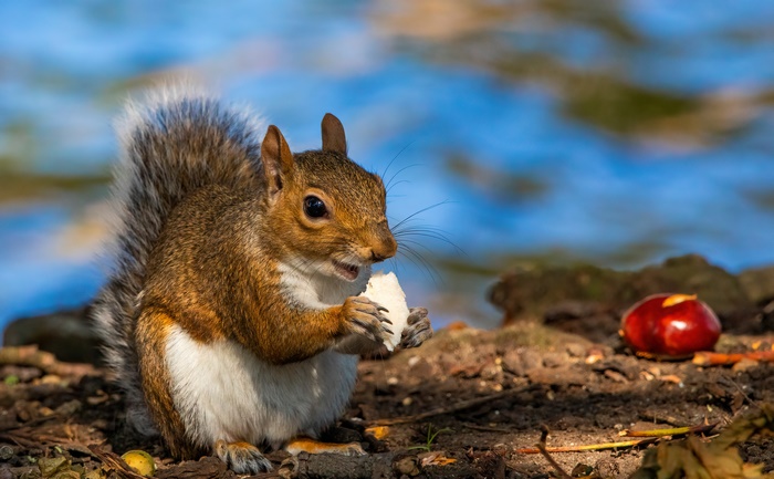 Squirrel Eating Bread Near Water