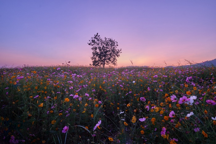 Field of flowers at sunset with a lone tree