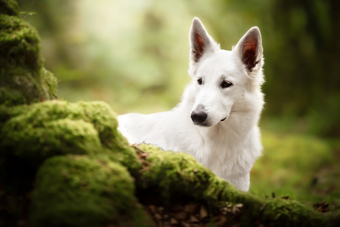 White Swiss Shepherd dog in a forest