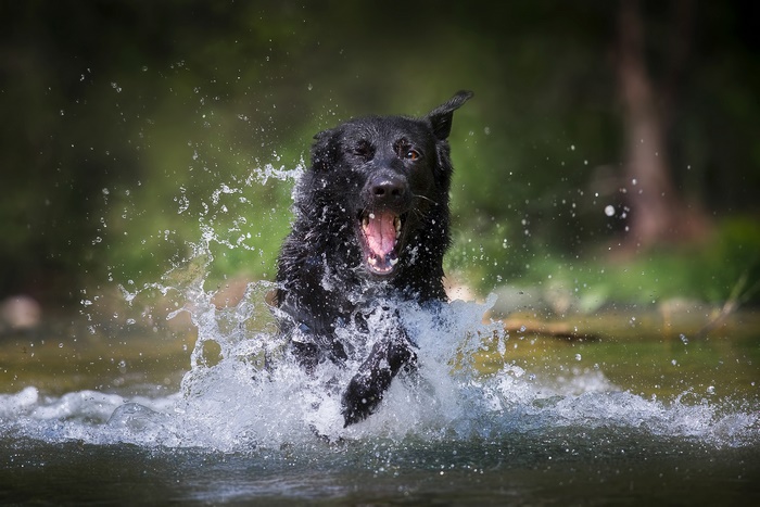 Black German Shepherd splashing in water