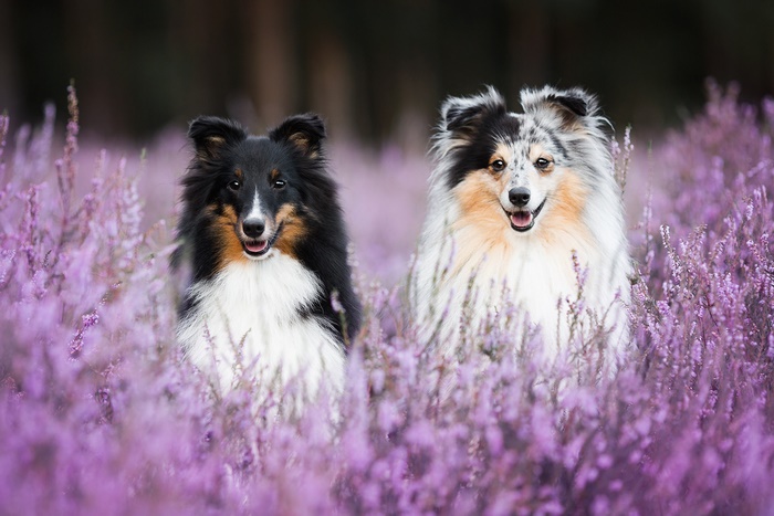 Two Shetland Sheepdogs in a field of purple flowers