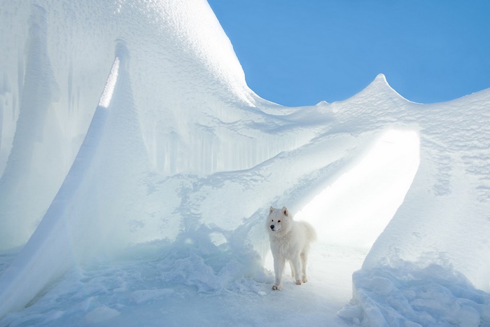 White Samoyed dog in icy cave