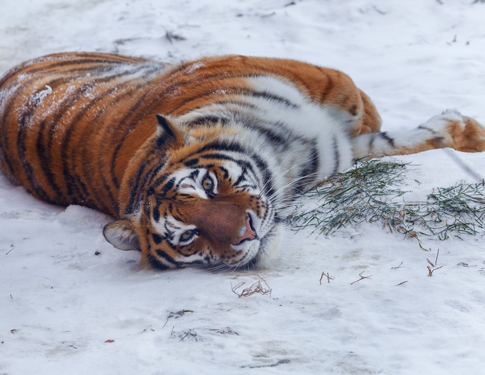 Tiger lying in the snow