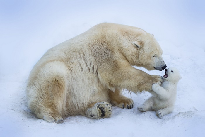 Mother and baby polar bear playing in the snow
