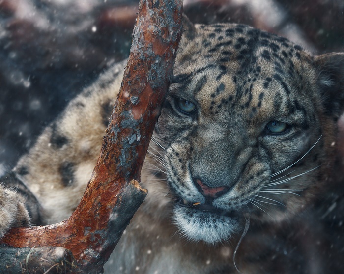Snow Leopard Close-up with Branch