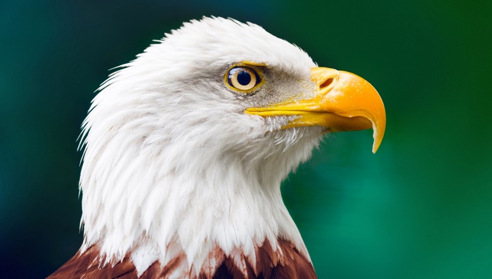 Bald Eagle 4K Wildlife Bird Of Prey
