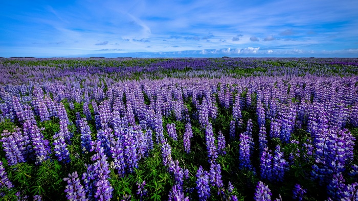Field of Purple Lupine Flowers under Blue Sky
