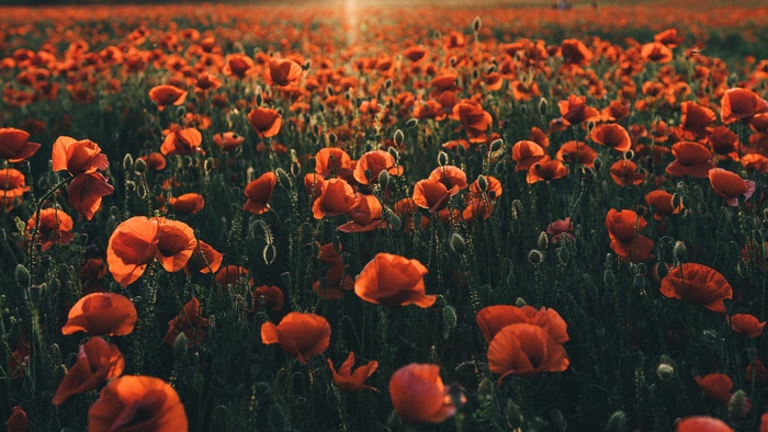 Field of Red Poppies in Sunlight 4K