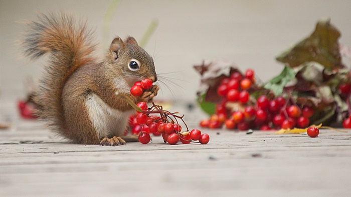 Red squirrel eating red berries on wooden surface