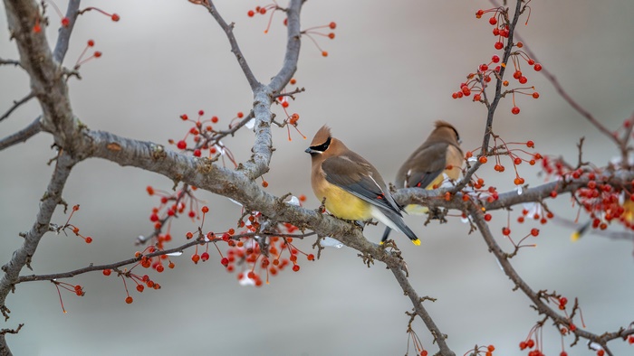 Cedar Waxwings on a branch with berries