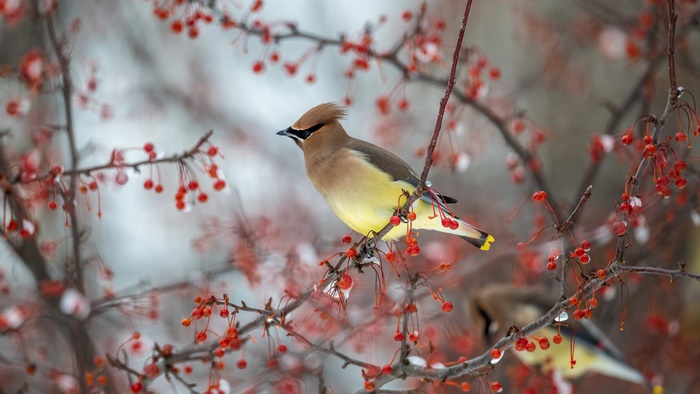 Cedar Waxwing bird on a branch with red berries