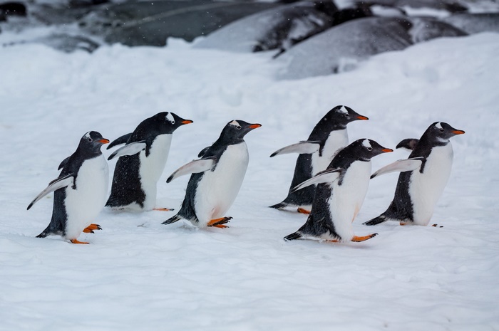 A group of Gentoo penguins walking in the snow