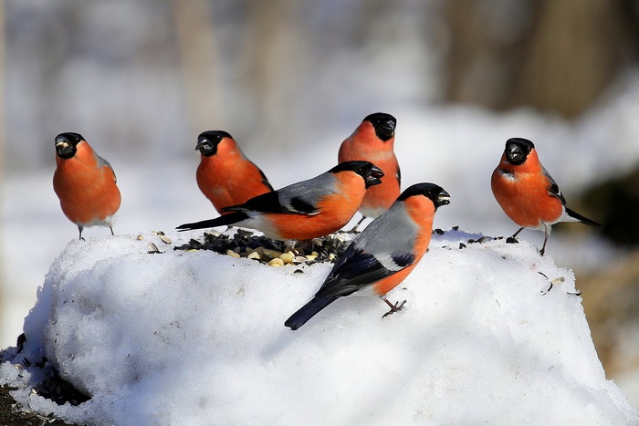 Bullfinches on a snowy feeder in winter