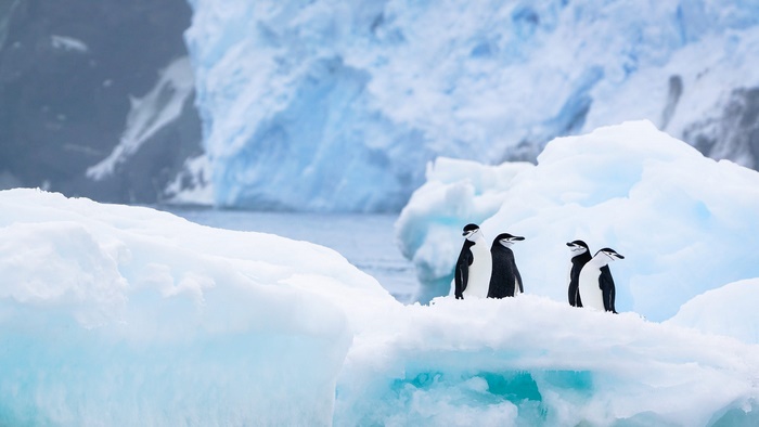 Chinstrap penguins on icebergs in Antarctica