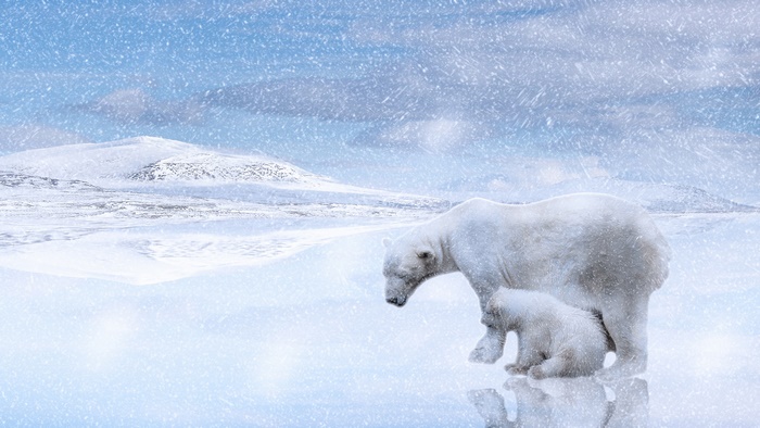 Polar Bear and Cub in Snow