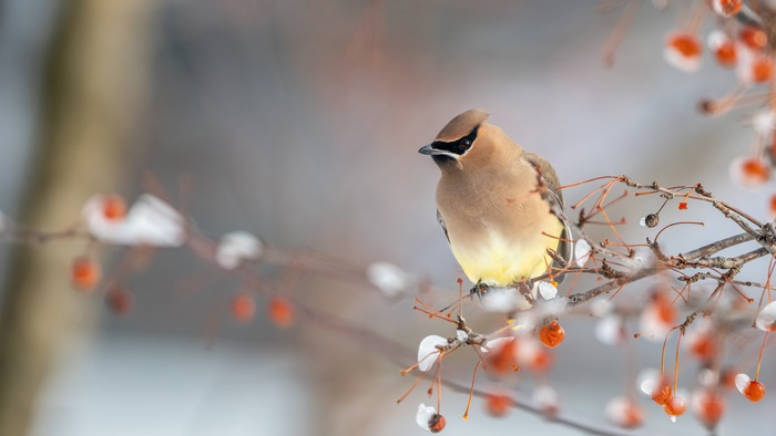Cedar Waxwing bird on a berry branch in winter