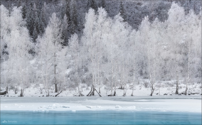 Winter forest with snow-covered trees and icy river