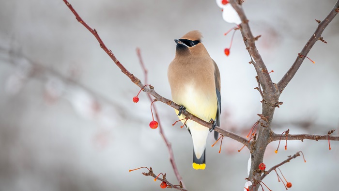 Cedar Waxwing on a branch with berries
