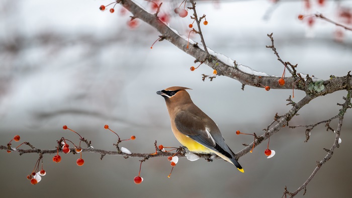 Cedar Waxwing on a branch with berries