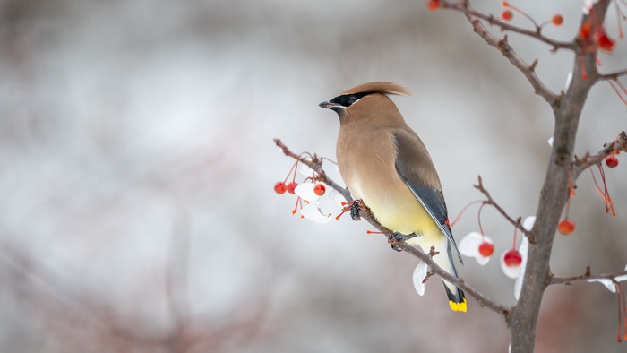 Cedar Waxwing bird on a branch with berries