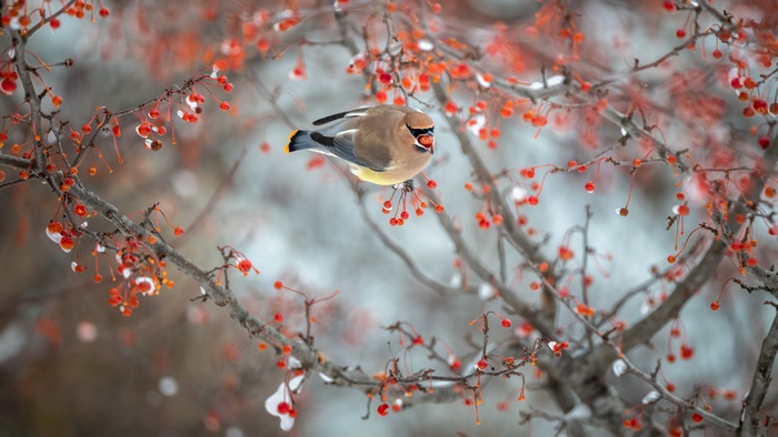 Cedar Waxwing Bird Eating Berries on a Branch