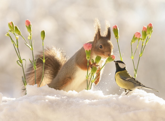 Squirrel and Titmouse with Pink Flowers in Snow