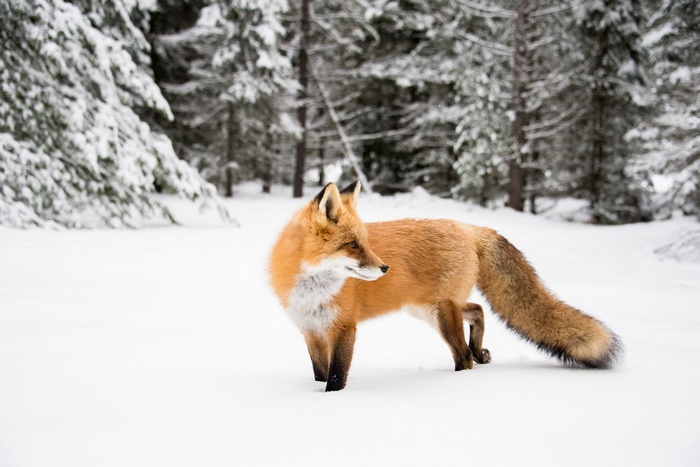 Red fox standing in a snowy forest