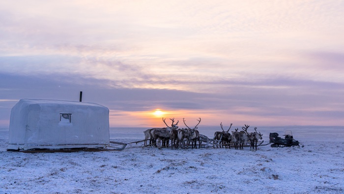 Reindeer and Sleigh in Snowy Landscape at Sunset