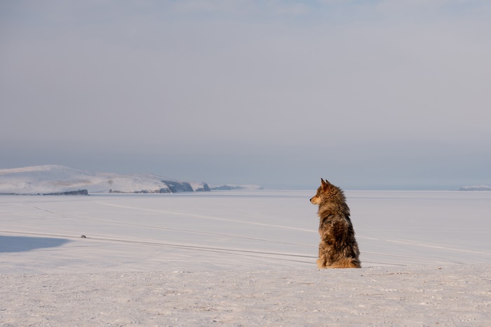 Dog sitting on snow in winter landscape