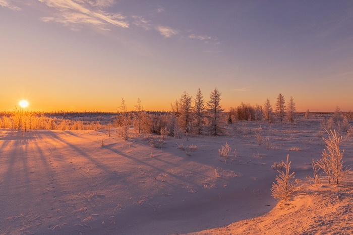 Winter sunset over a snowy field with trees