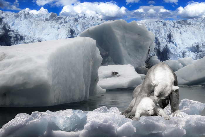 Polar Bear and Cub on Icebergs