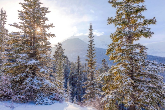 Snow-covered fir trees in a mountain landscape