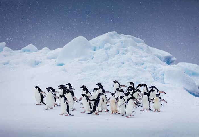 Adelie Penguins on Iceberg in Antarctica