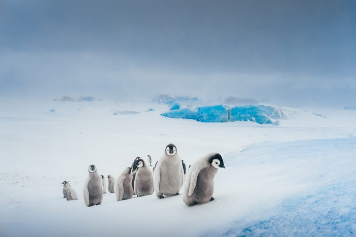 Penguins in a snowy landscape with blue ice formations