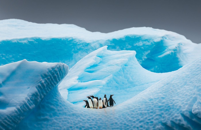 Penguins on an iceberg in Antarctica