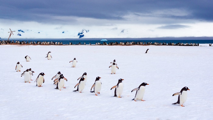 Penguins walking in the snow with mountains in the background