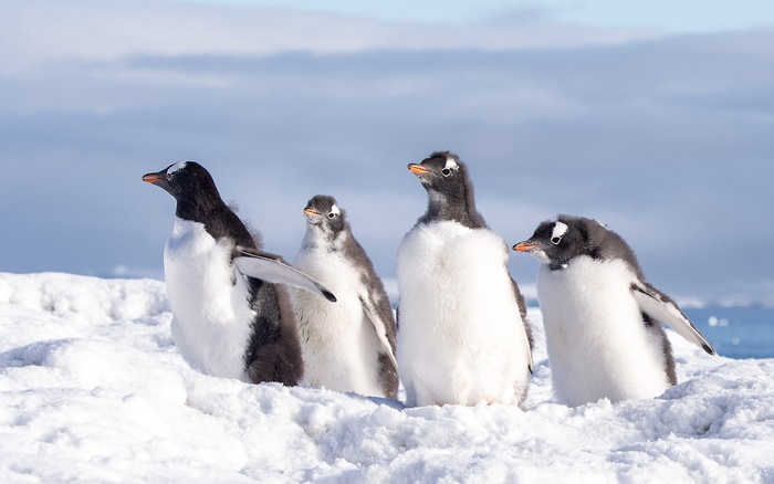 Four penguins standing in the snow