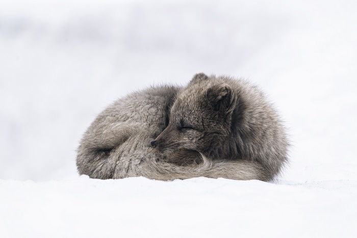 Arctic Fox Sleeping in Snow