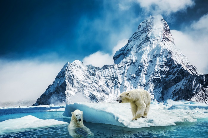 Polar bears on ice floes with snowy mountains