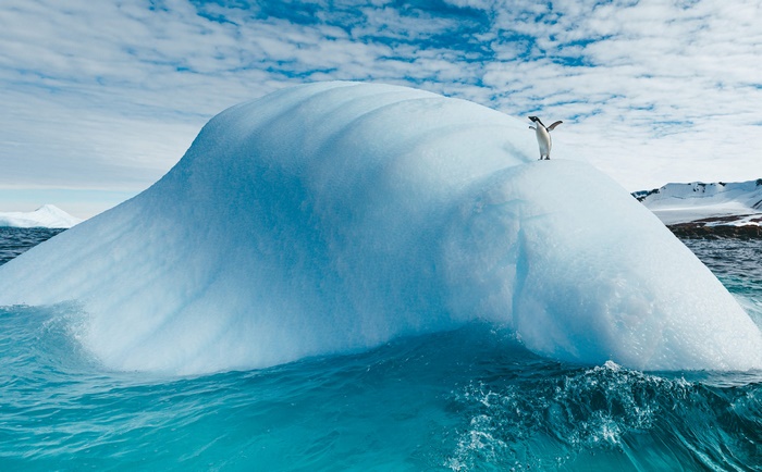 Penguin on an iceberg in the ocean