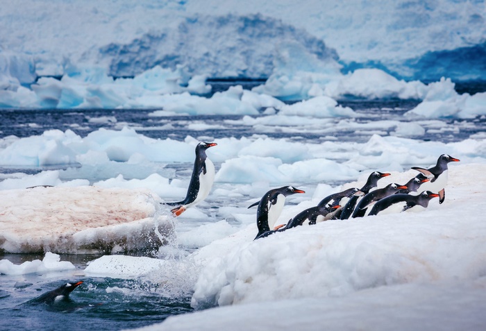 Penguins jumping into icy water with glaciers in background
