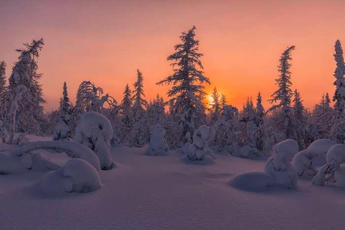 Snowy forest at sunset