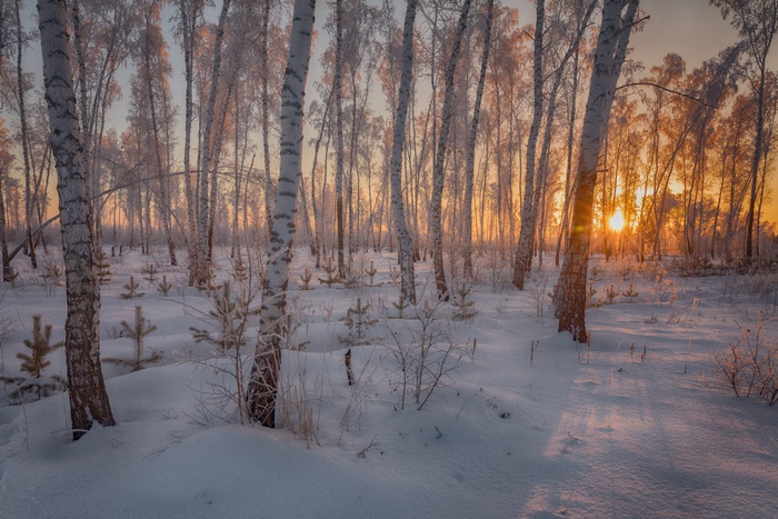 Winter forest with sunset and snow