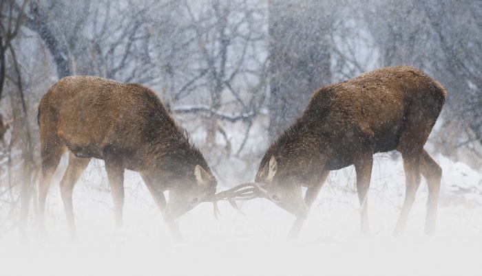 Two deer fighting in the snow