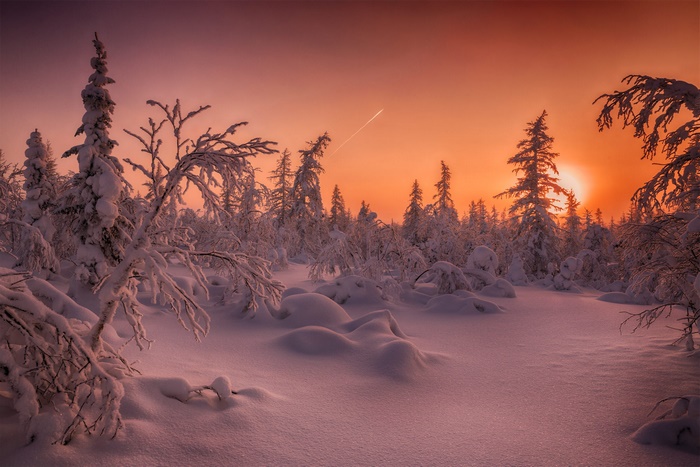 Winter forest at sunset with snow-covered trees