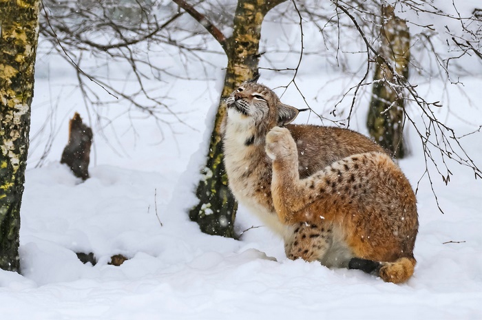 Lynx scratching itself in the snow