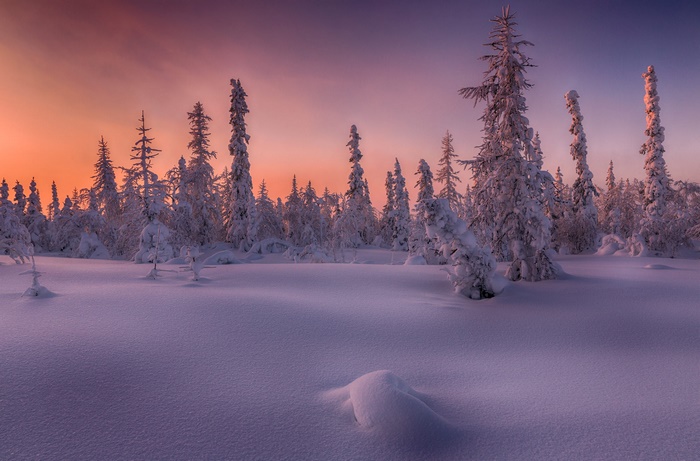 Snowy forest at sunset with orange and purple sky