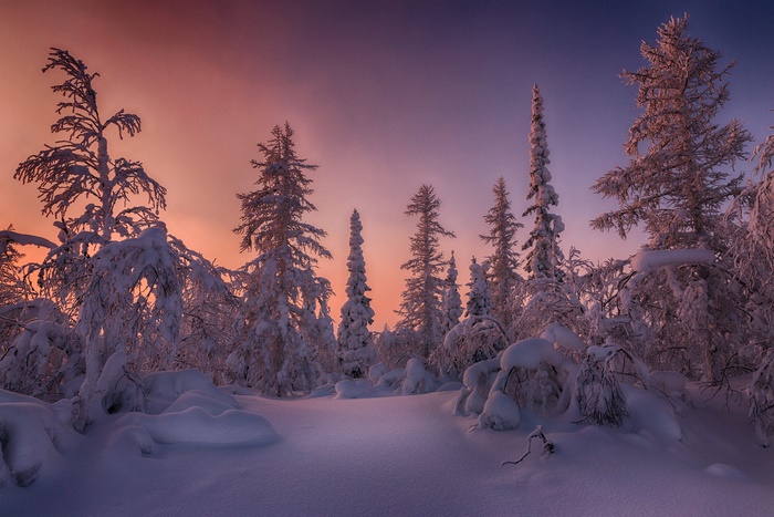 Snowy forest at sunset