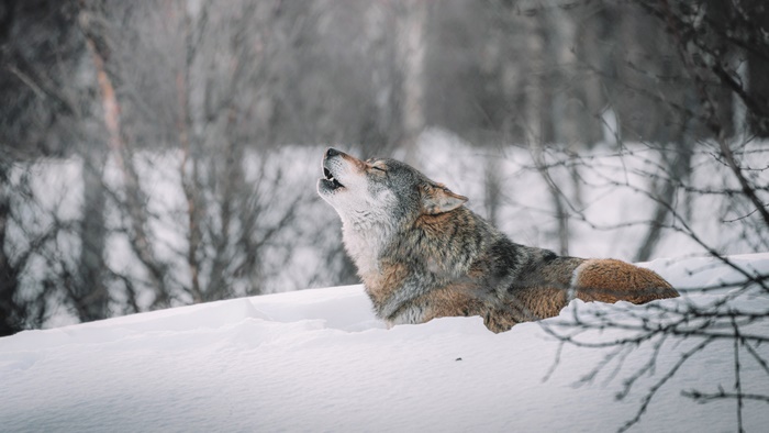 Wolf howling in the snow